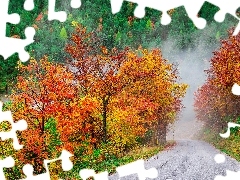 Mgła, Las, Kolorowe, Drzewa, Jesień, Droga