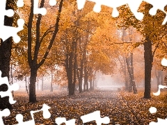 Park, Drzewa, Mgła, Jesień
