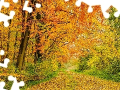 Droga, Drzewa, Żółte, Jesień, Las, Opadłe, Liście