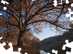 Jesień, Rzeka, Opadłe, Liście, Drzewa