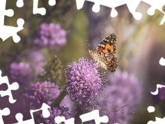 Motyl, Liliowe, Kwiaty, Rusałka osetnik