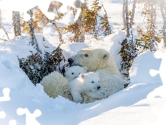 Niedźwiadki, Drzewa, Niedźwiedzie polarne, Niedźwiedzica, Zima