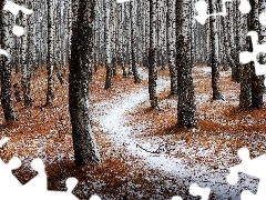 Droga, Zima, Drzewa, Śnieg, Las