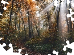Drzewa, Jesień, Promienie słońca, Przebijające światło, Ścieżka, Las