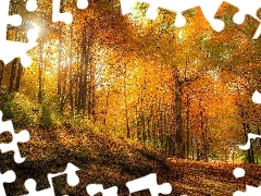 Drzewa, Las, Roślinność, Jesień, Ścieżka, Pożółkłe