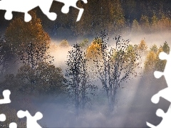 Jesienne, Mgła, Jesień, Drzewa