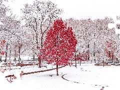 Park, Zima, Czerwone, Liście, Drzewa, Śnieg