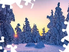 Śnieg, Poranek, Drzewa, Zima, Wschód słońca, Ośnieżone