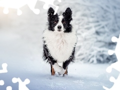 Biało-czarny, Border collie, Śnieg, Pies