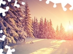 Zima, Śnieg, Ośnieżone, Drzewa, Wschód słońca