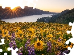 Żółte, Rezerwat przyrody Columbia River Gorge, Balsamorhi