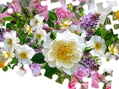 Kwiaty, Glicynia, Grafika, Dzika róża