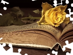 Otwarta, Książka, Żółta, Róża, Kwiat