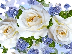 Róże, Trzy, Kwiatki, Białe, Kwiaty, Niebieskie, Grafika