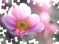 Zawilec japoński, Kwiat, Zbliżenie, Różowy