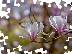 Kwiaty, Magnolia, Bladoróżowe, Dwa, Gałęzie