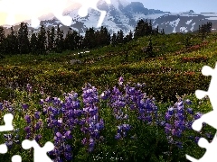 Stratowulkan Mount Rainier, Łąka, Park Narodowy Mount Rainier, Góry, Stan Waszyngton, Stany Zjednoczone, Łubin, Wschód słońca, Kwiaty