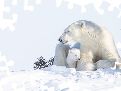 Niedźwiedzie polarne, Niedźwiadek, Śnieg, Niedźwiedzica
