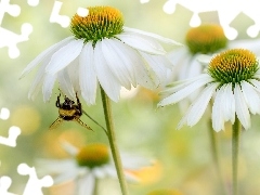 Kwiaty, Jeżówki, Pszczoła, Białe