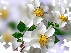 Kwiaty, Dzikie róże, Grafika 2D, Białe