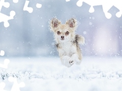 Śnieg, Pies, Chihuahua