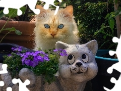 Kwiaty, Kot, Doniczki