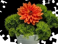 Zielona, Roślina, Kwiat, Dalia, Pomarańczowy