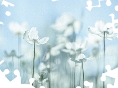 Zawilec wielkokwiatowy, Białe, Kwiaty