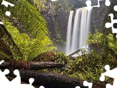 Paprocie, Kłody, Australia, Skała, Stan Wiktoria, Hopetoun Falls, Wodospad, Park Narodowy Great Otway