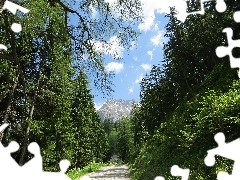 Alpy, Austria, Las, Drzewa, Droga, Góry Dachstein