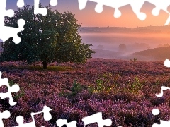 Mgła, Wschód słońca, Prowincja Geldria, Drzewo, Wrzosowisko, Park Narodowy Veluwezoom, Holandia
