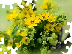 Nachyłek wielkokwiatowy, Żółte, Kwiaty