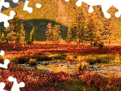 Góry Kołymskie, Jesień, Drzewa, Roślinność, Magadan, Rosja, Trawa, Kołyma, Kolorowa