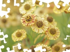 Kwiaty, Dzielżan ogrodowy, Żółte