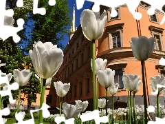 Tulipany, Budynek, Białe