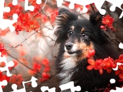 Pies, Czerwone, Kwiaty, Owczarek szetlandzki