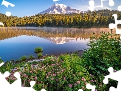 Jezioro, Góry, Drzewa, Stan Waszyngton, Świerki, Park Narodowy Mount Rainier, Stratowulkan Mount Rainier, Stany Zjednoczone, Odbicie, Kwiaty