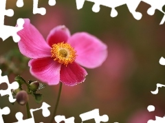 Zawilec japoński, Kwiat, Pąk, Różowy