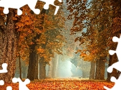 Ławka, Drzewa, Park, Jesień, Mgła, Kasztanowce