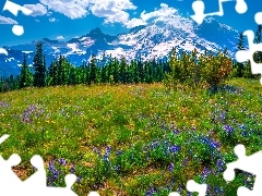 Drzewa, Góry, Park Narodowy Mount Rainier, Łąka, Stan Waszyngton, Stany Zjednoczone, Kwiaty, Łubin, Fioletowe