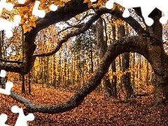 Drzewo, Krzywe, Jesień, Konary, Liście, Drzewa, Las, Opad