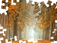 Droga, Jesień, Kasztanowce, Mgła, Drzewa, Park