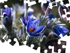 Kwiaty, Sasanki, Rozmycie, Niebieskie