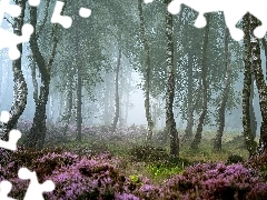 Las, Drzewa, Brzozy, Mgła, Hrabstwo Derbyshire, Anglia, Wrzosowisko, Park Narodowy Peak District, Wrzosy