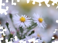 Białe, Kwiaty, Zbliżenie, Astry