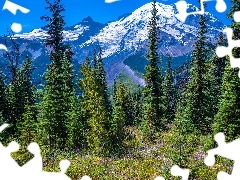 Drzewa, Świerki, Stany Zjednoczone, Kwiaty, Stan Waszyngton, Góry, Ośnieżone, Park Narodowy Mount Rainier