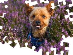 Wrzosy, Pies, Yorkshire terrier