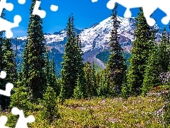 Ośnieżone, Góry, Drzewa, Świerki, Stan Waszyngton, Stany Zjednoczone, Stratowulkan Mount Rainier, Park Narodowy Mount Rainier, Kwiaty