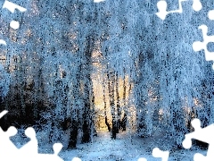 Gałęzie, Śnieg, Drzewa, Oszronione, Zima