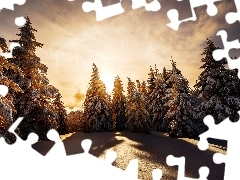 Drzewa, Wschód słońca, Śnieg, Zaśnieżone, Zima